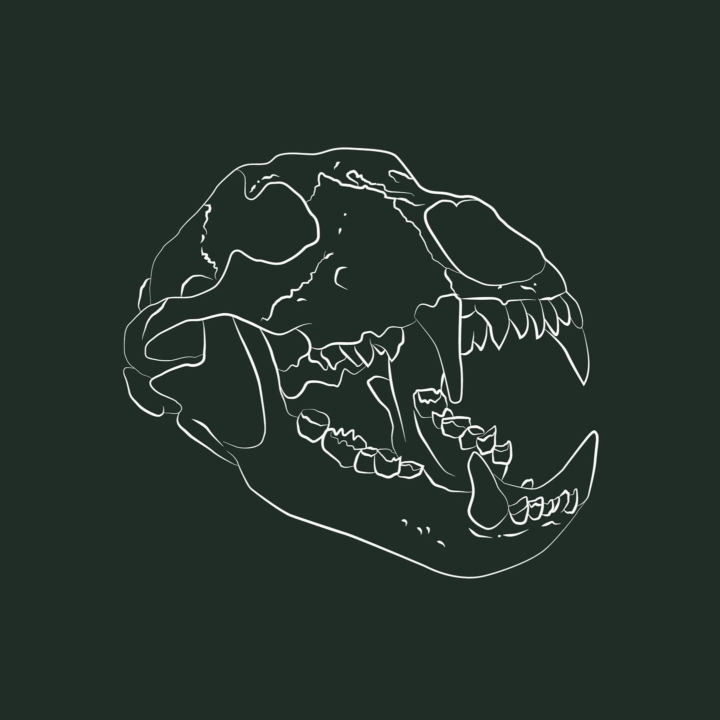 Animal Skull Study 3