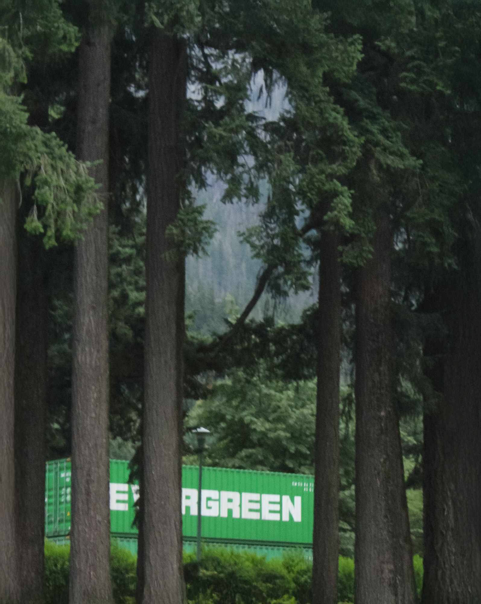 4th of July Trees